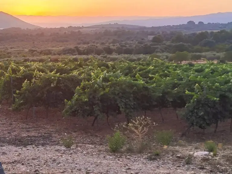 Visita a bodegas y olivares*